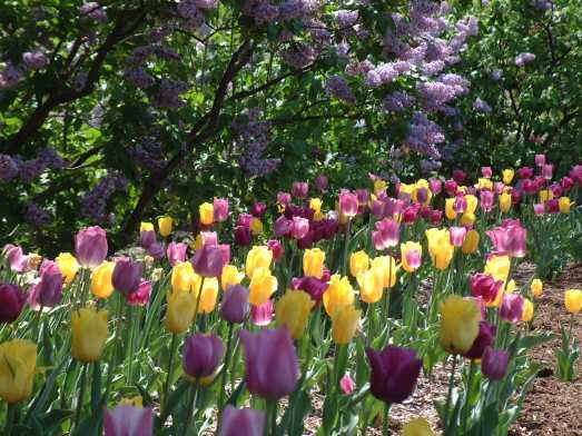 purple lilacs and tulips